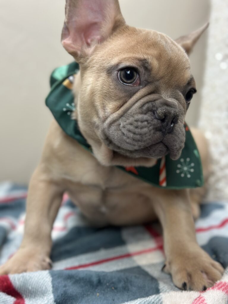 Ace | Blue Fawn French Bulldog Male | Available Now