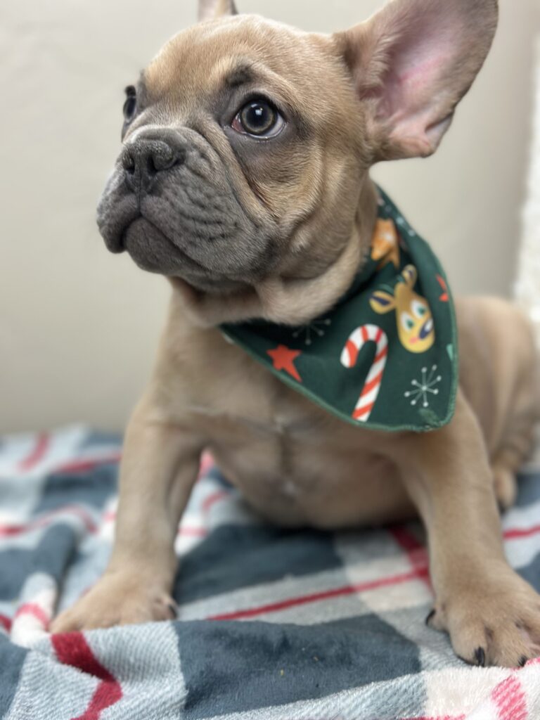 Ace | Blue Fawn French Bulldog Male | Available Now