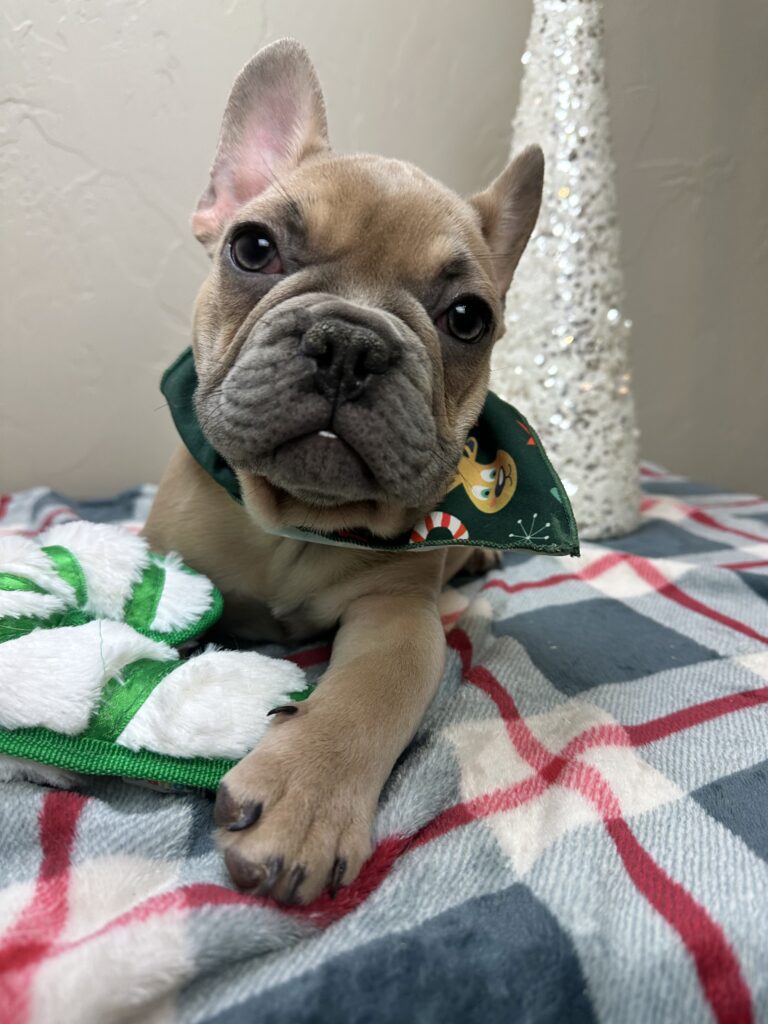 Ace | Blue Fawn French Bulldog Male | Available Now