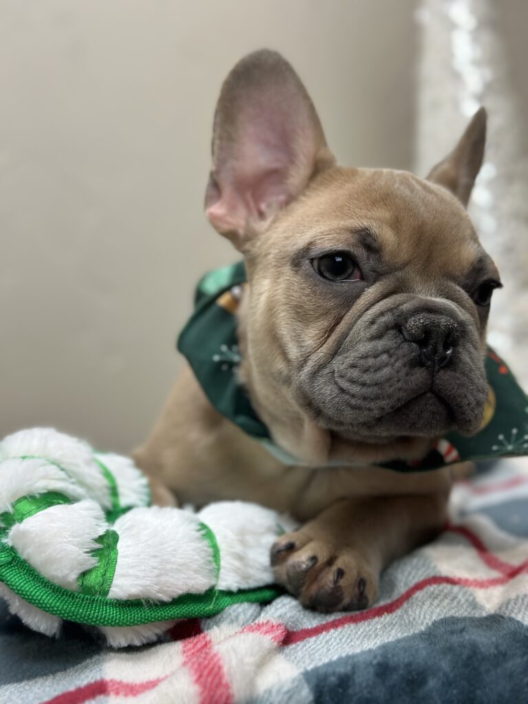 Ace | Blue Fawn French Bulldog Male | Available Now