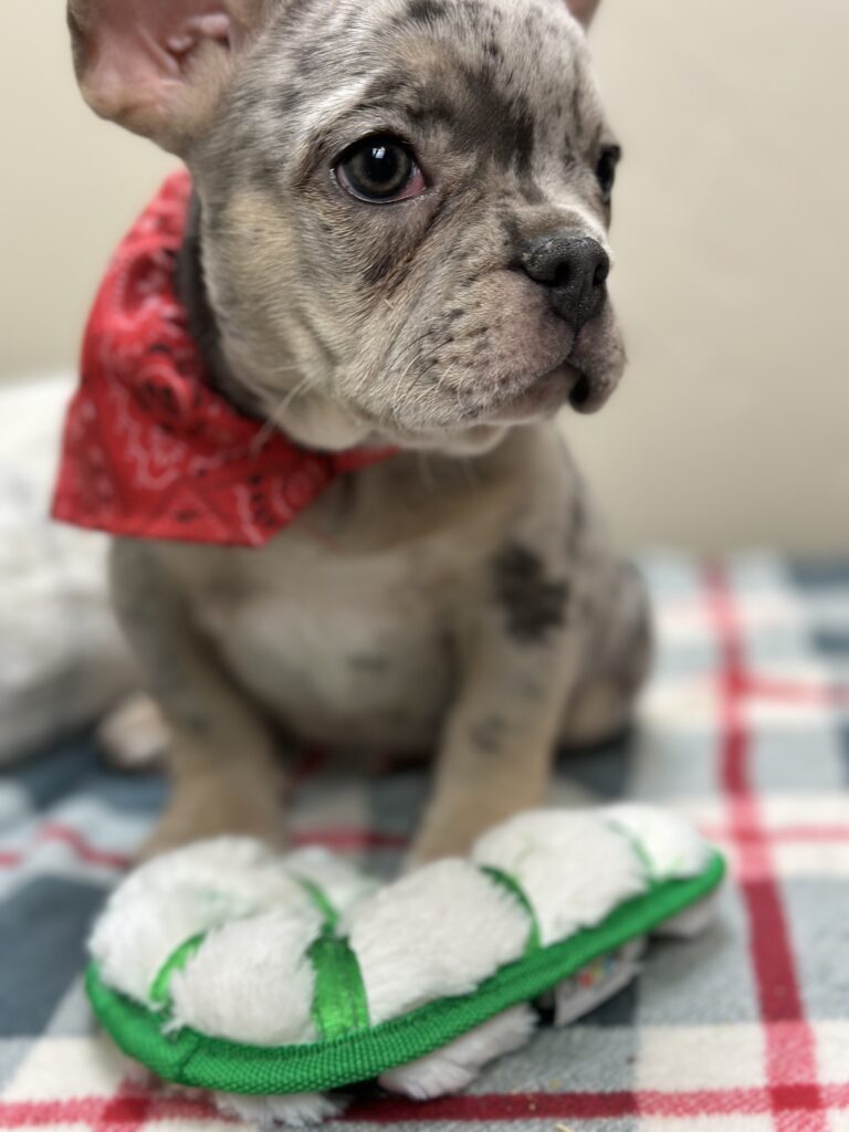 Otto | Blue Merle & Tan French Bulldog Male | Available Now