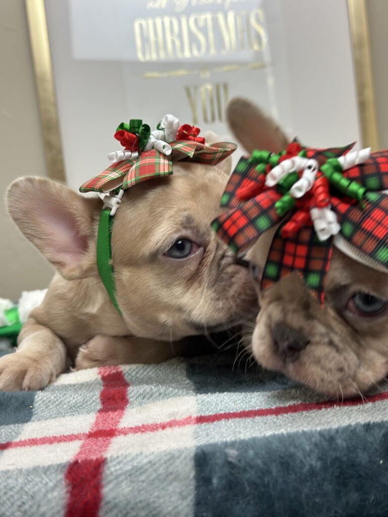Heavenly | Lilac Fawn Merle French Bulldog Female | Adopted