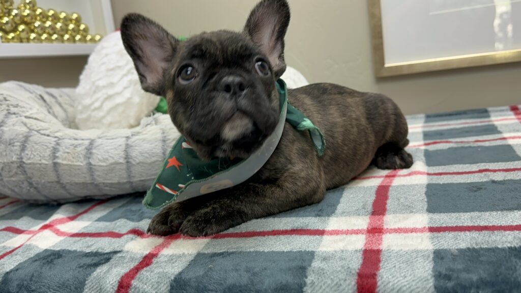 Prancer | Brindle French Bulldog Male | Available This Christmas