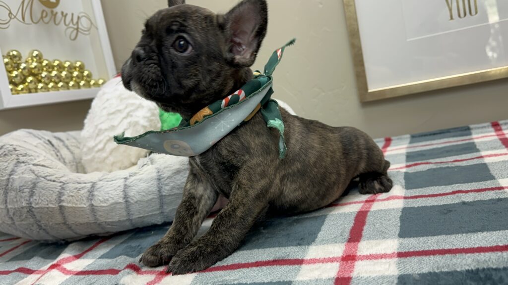 Prancer | Brindle French Bulldog Male | Available This Christmas