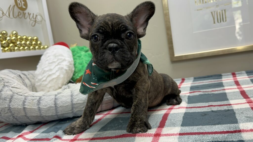 Prancer | Brindle French Bulldog Male | Available This Christmas