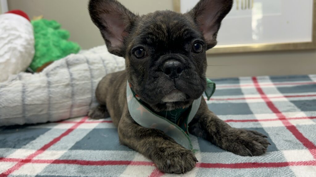 Prancer | Brindle French Bulldog Male | Available This Christmas