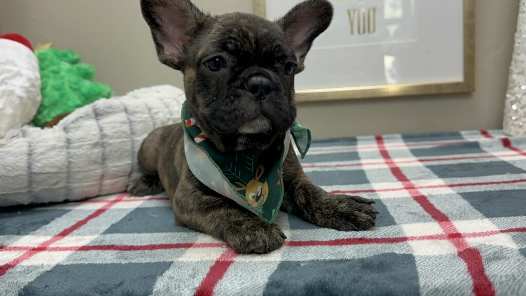 Prancer | Brindle French Bulldog Male | Available This Christmas