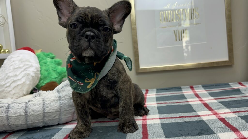 Prancer | Brindle French Bulldog Male | Available This Christmas