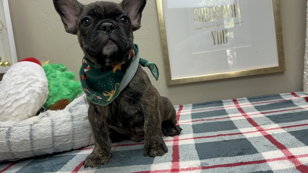 Prancer | Brindle French Bulldog Male | Available This Christmas