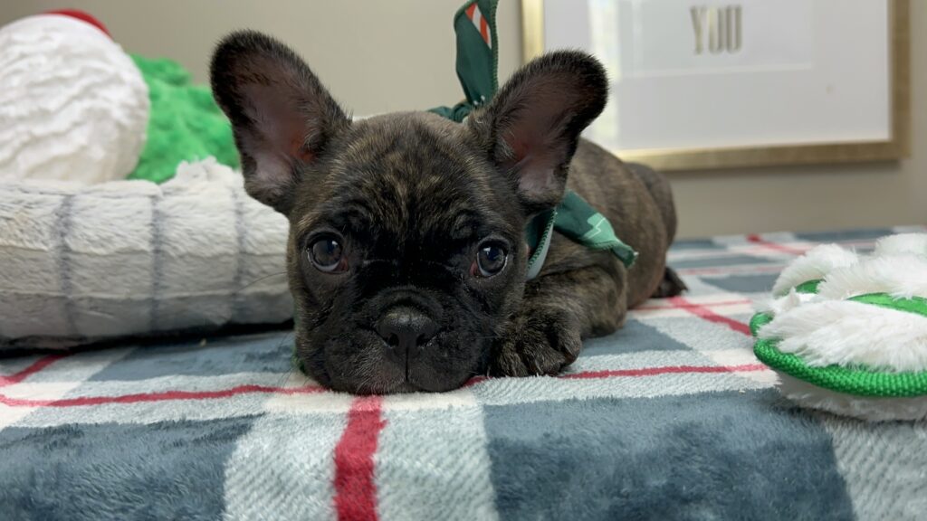 Prancer | Brindle French Bulldog Male | Available This Christmas