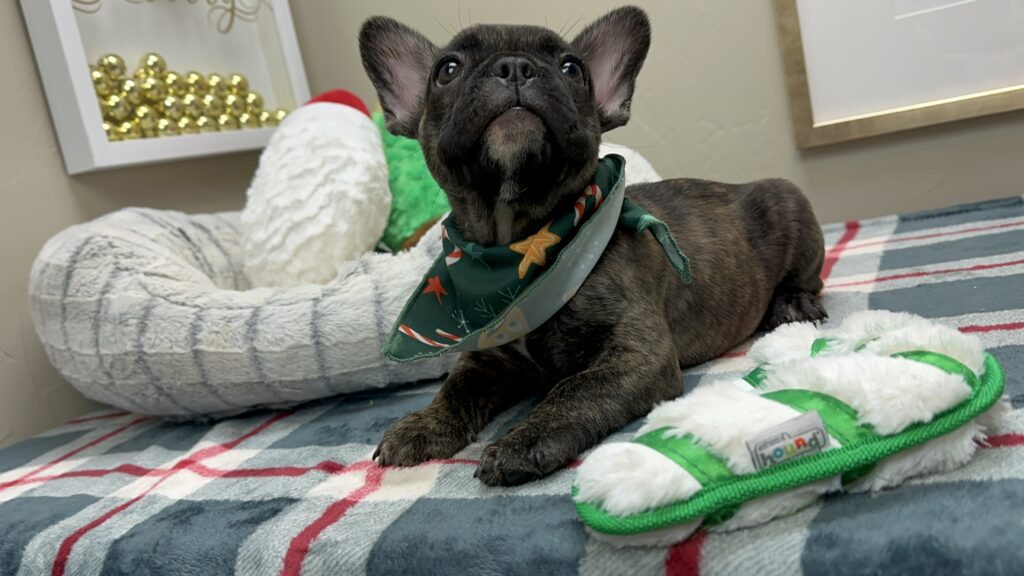 Prancer | Brindle French Bulldog Male | Available This Christmas
