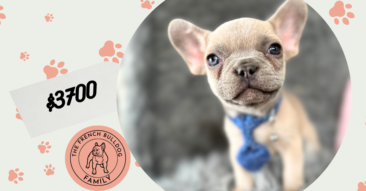 Waltz | Lilac Fawn French Bulldog Male | The Playful