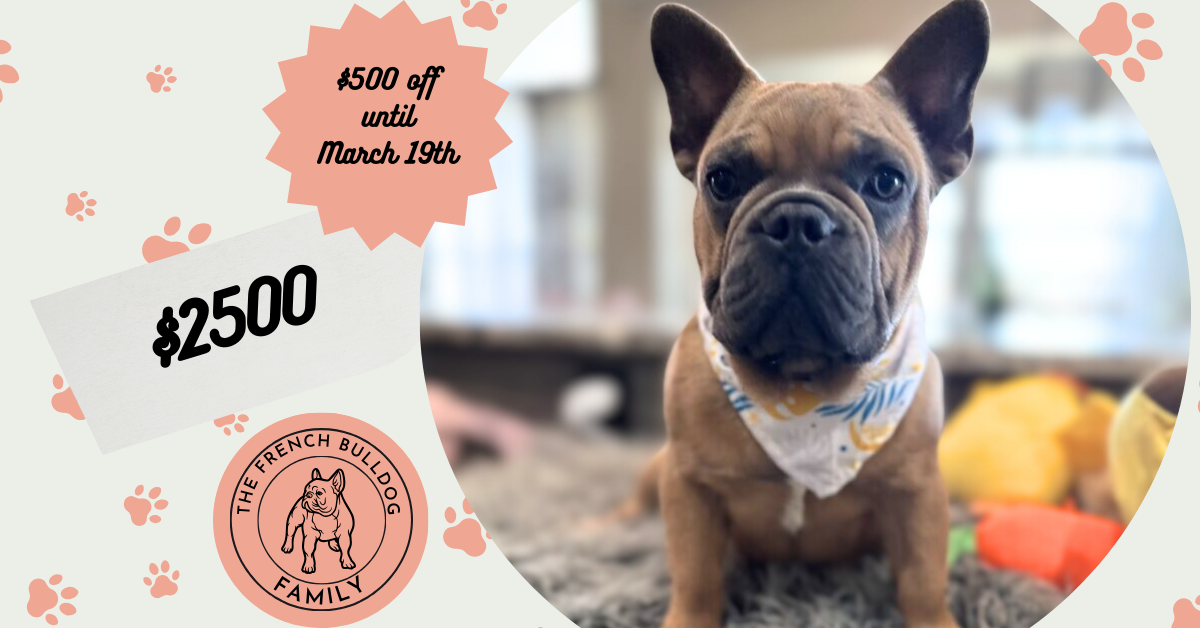 Knox | Blue Sable French Bulldog Male | Mr. Charming