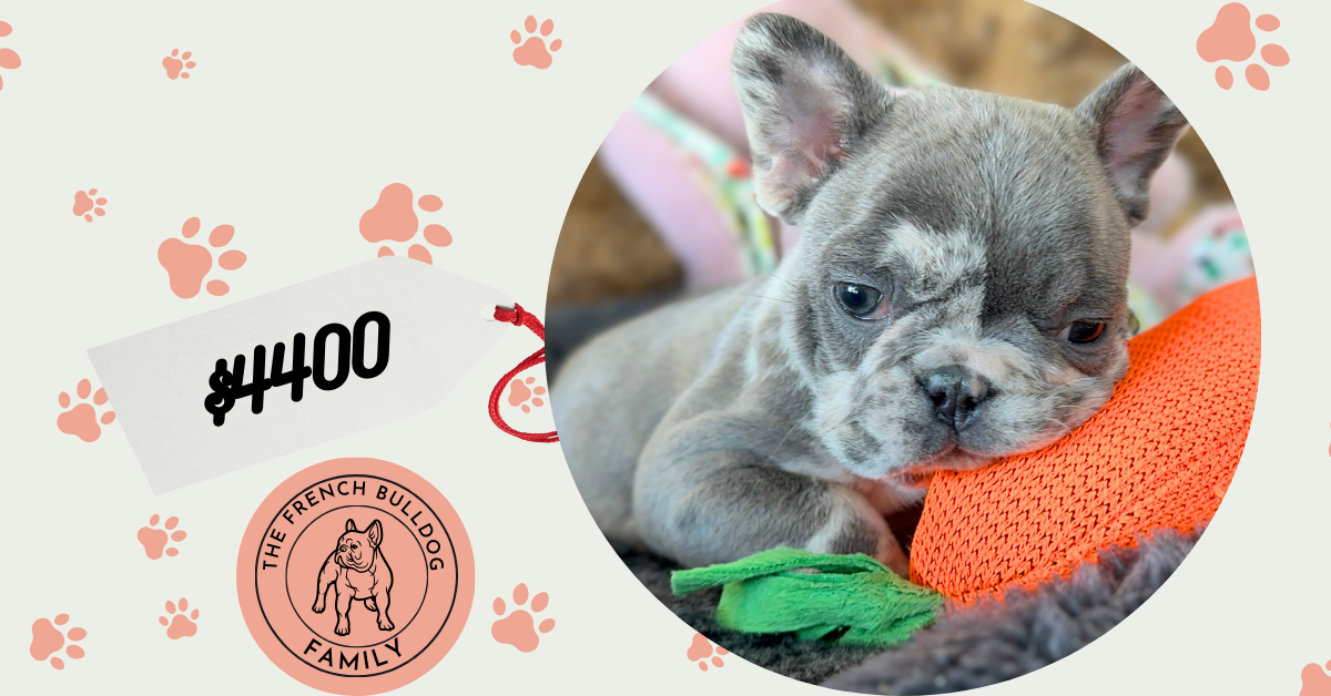 Yoshi | Blue Merle French Bulldog Male | The Joyful