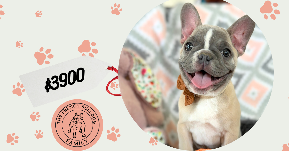 Vinnie | Blue Fawn & White French Bulldog Male | The Stunning