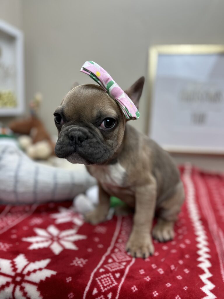 Nutella | Blue Sable French Bulldog Female | The Silly One