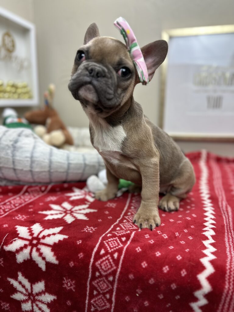 Nutella | Blue Sable French Bulldog Female | The Silly One