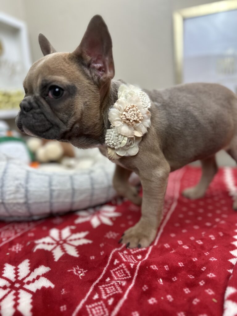 Nutella | Blue Sable French Bulldog Female | The Silly One