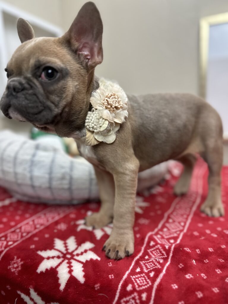 Nutella | Blue Sable French Bulldog Female | The Silly One