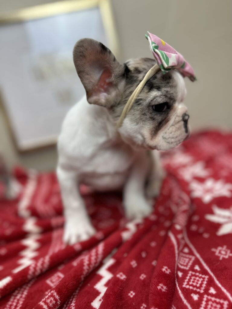 Quinoa | Fawn Merle Pied French Bulldog Female | The Bubbly