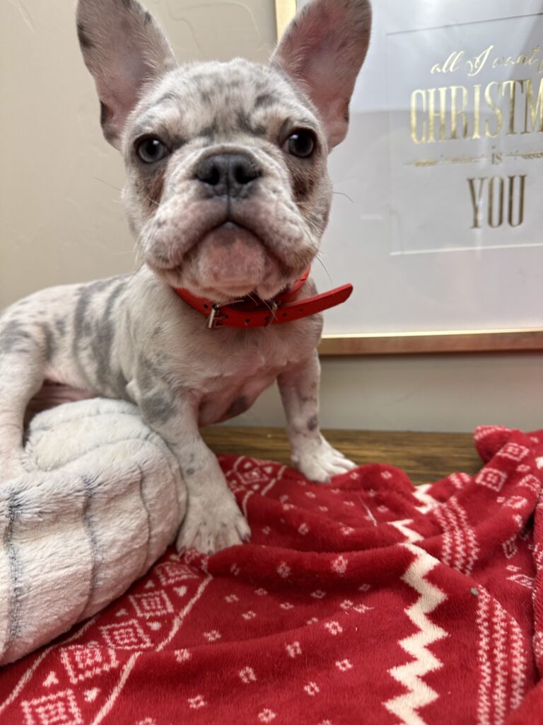 Quest | Lilac Merle French Bulldog Male | The Charming One