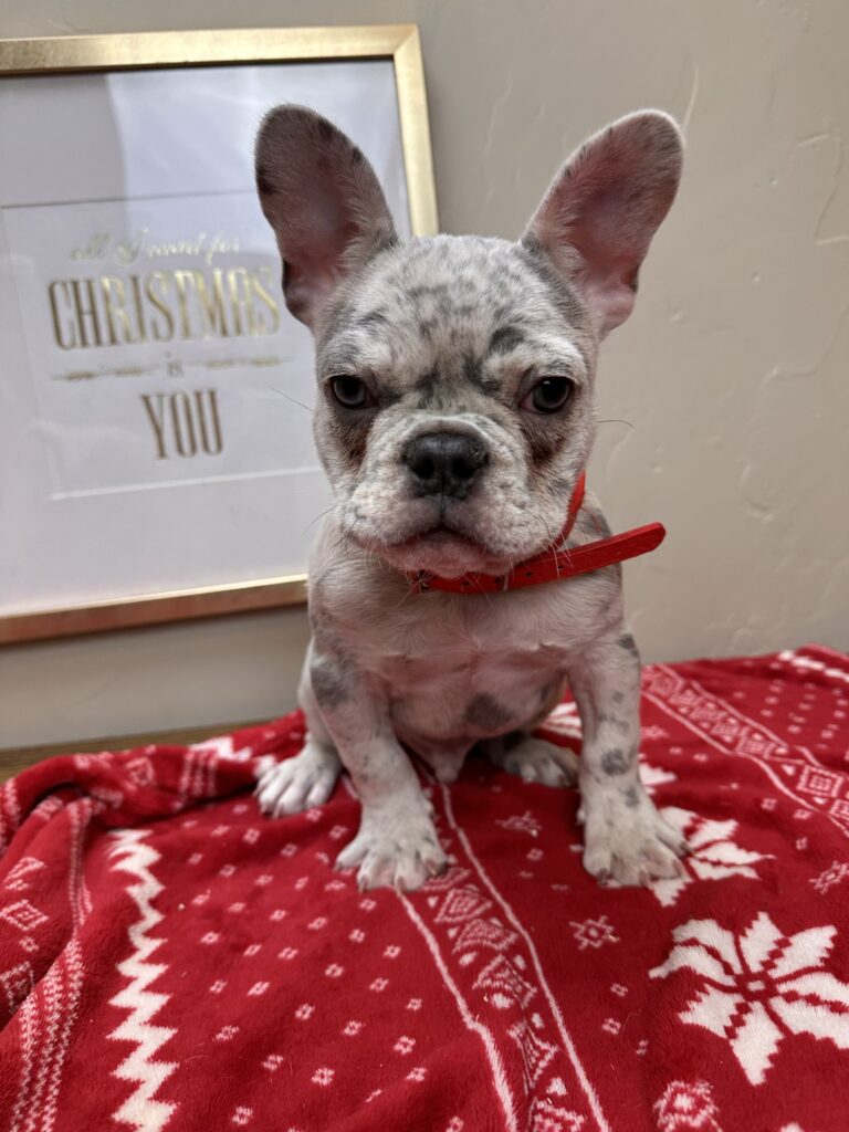 Quest | Lilac Merle French Bulldog Male | The Charming One