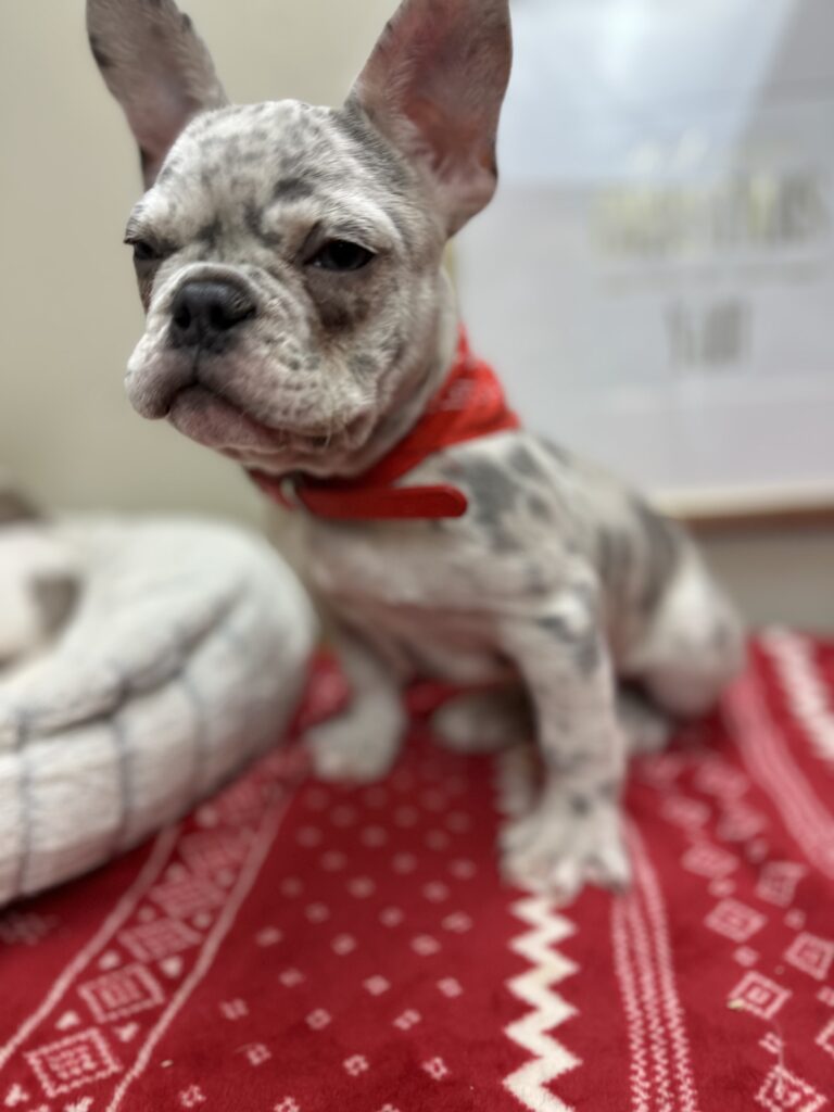 Quest | Lilac Merle French Bulldog Male | The Charming One