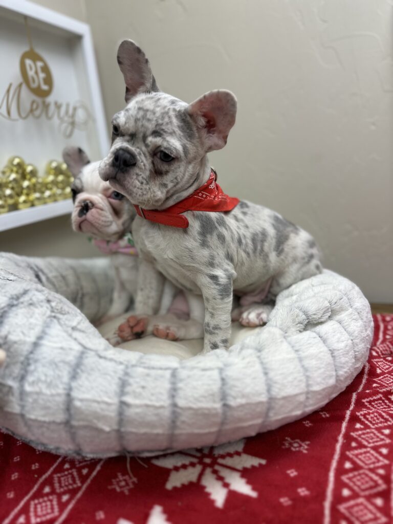 Quest | Lilac Merle French Bulldog Male | The Charming One