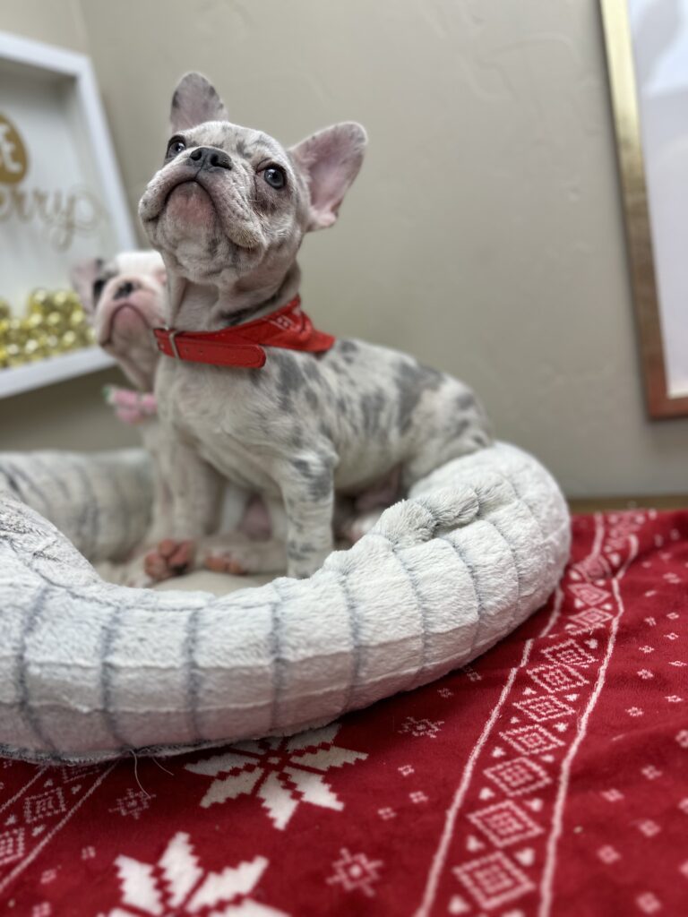 Quest | Lilac Merle French Bulldog Male | The Charming One