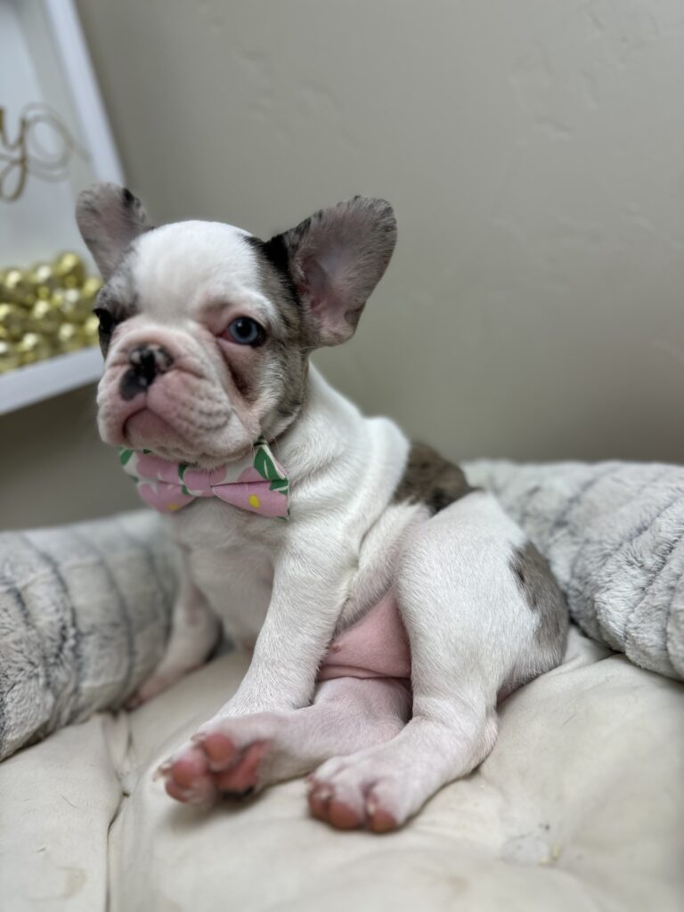 Quinoa | Fawn Merle Pied French Bulldog Female | The Bubbly