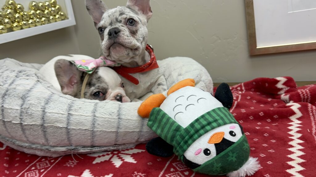 Quest | Lilac Merle French Bulldog Male | The Charming One