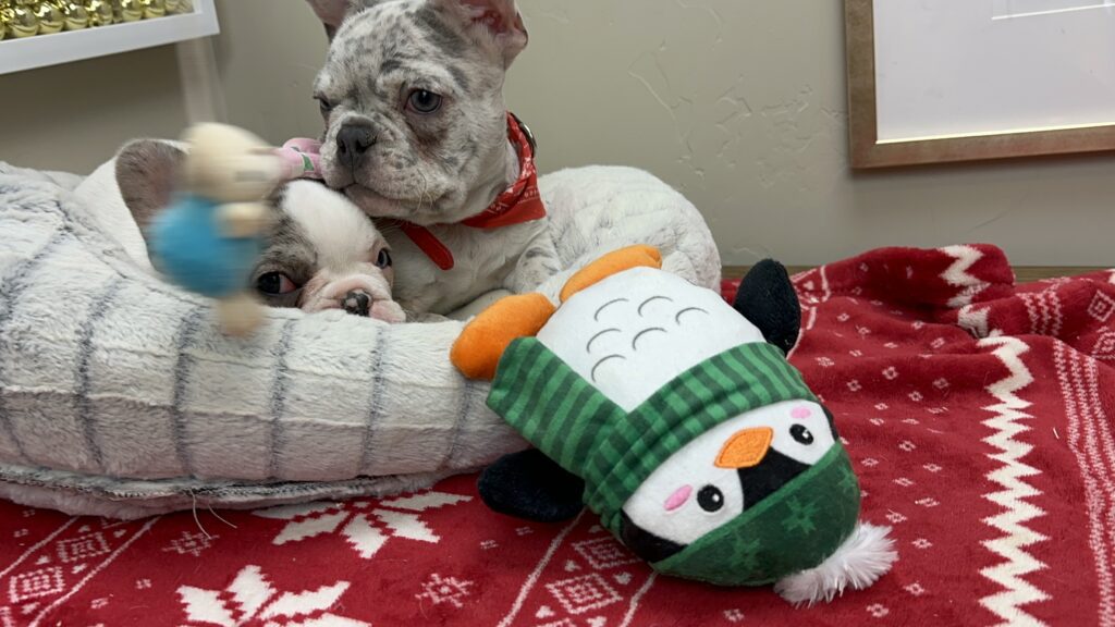 Quest | Lilac Merle French Bulldog Male | The Charming One