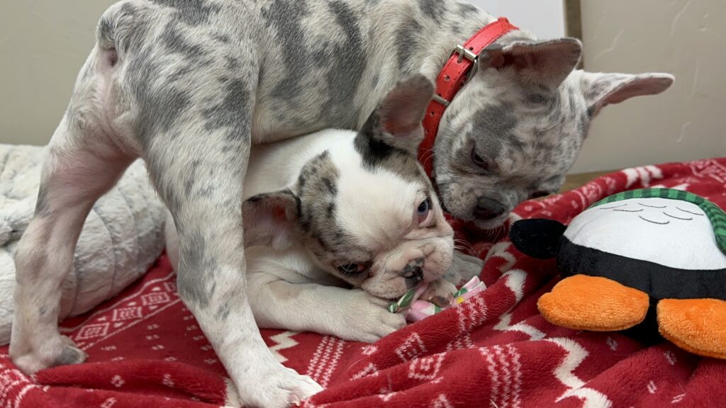 Quinoa | Fawn Merle Pied French Bulldog Female | The Bubbly