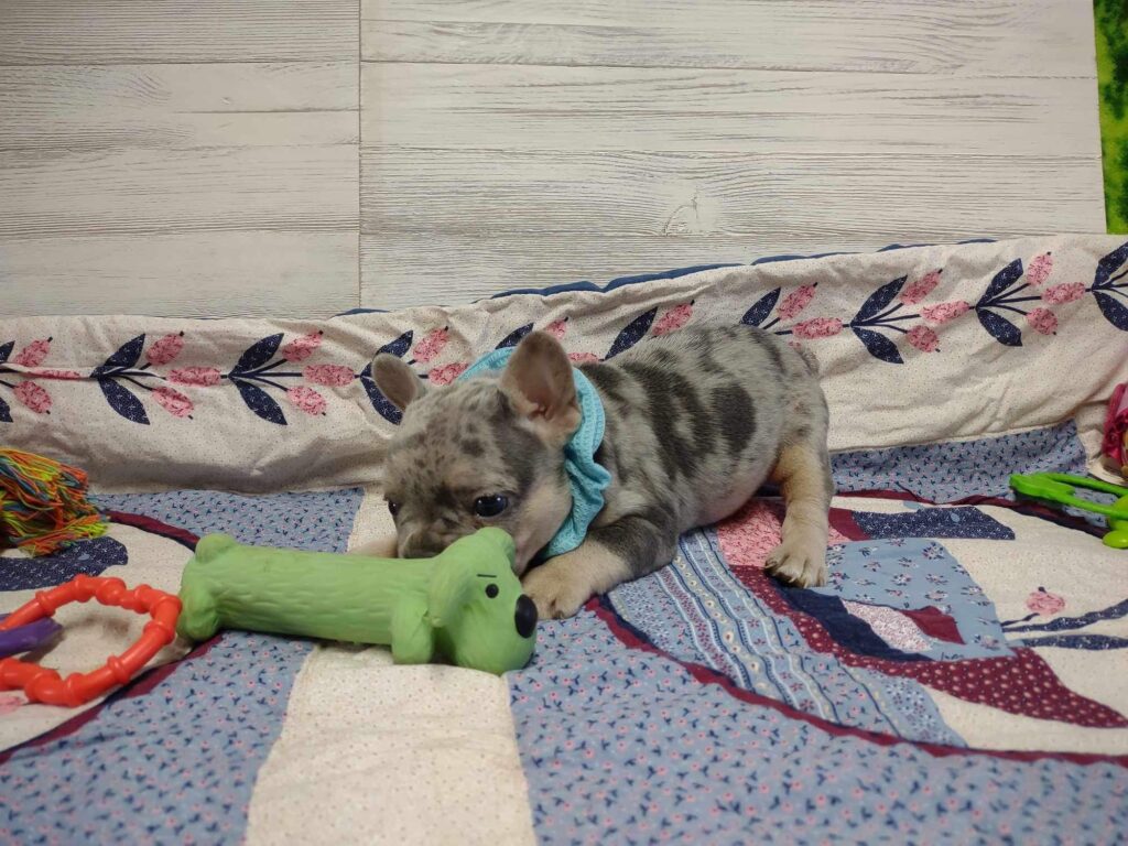 Reggie | Blue Merle & Tan French Bulldog Male | The Cheerful One