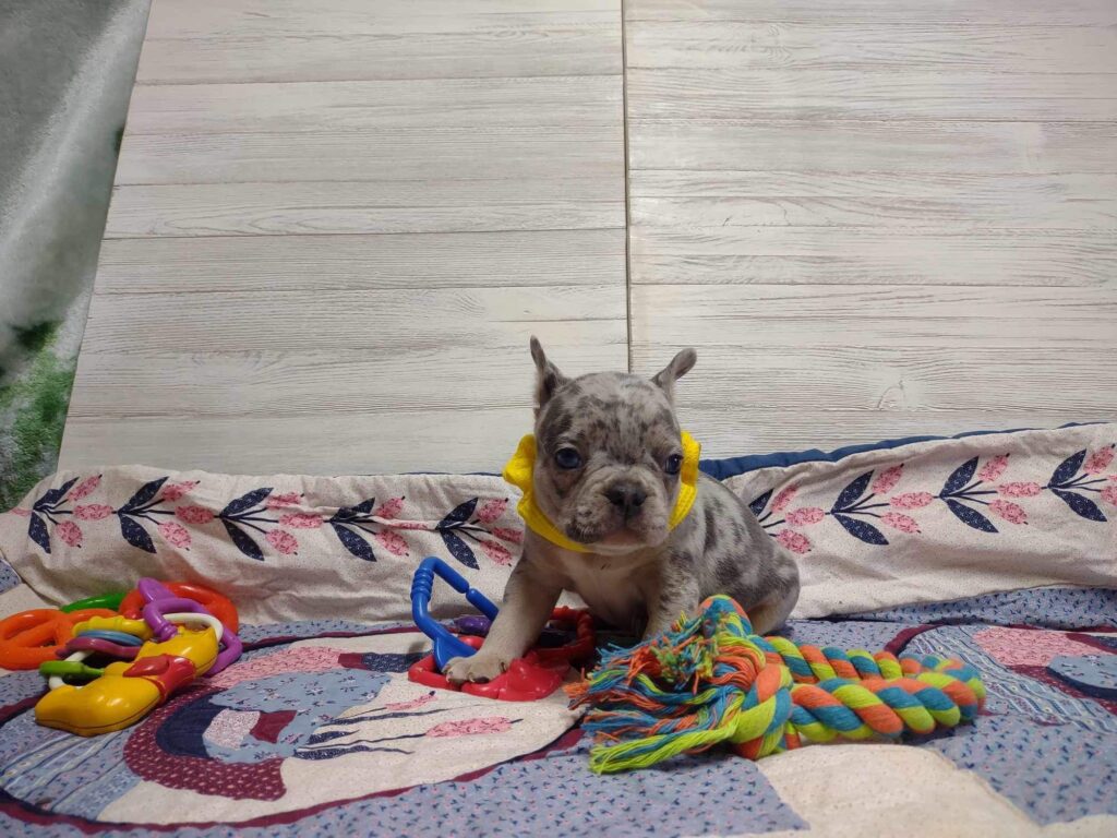 Rocky | Blue Merle & Tan French Bulldog Male | Mr. Adorable