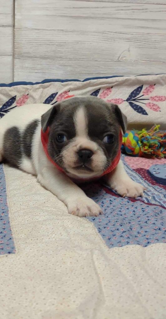 Sugar | Blue Pied French Bulldog Female | The Princess