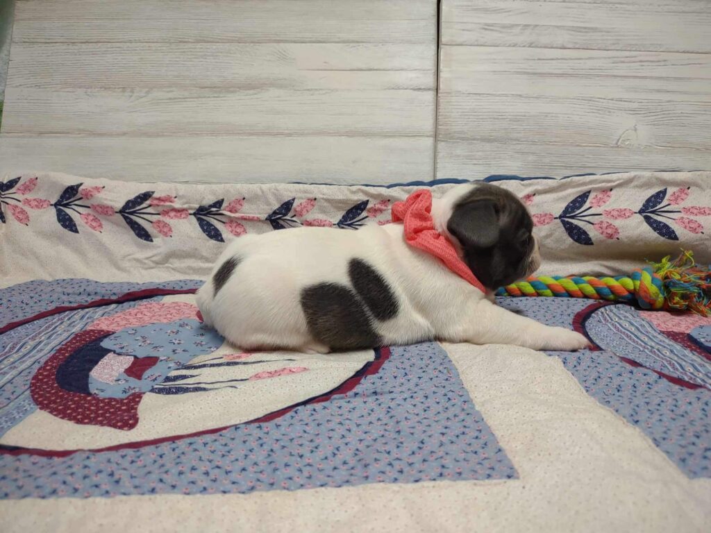 Sugar | Blue Pied French Bulldog Female | The Princess