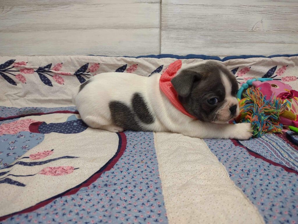 Sugar | Blue Pied French Bulldog Female | The Princess