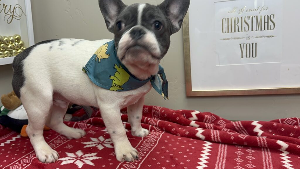 Gunner | Blue Pied French Bulldog Male | Available Now