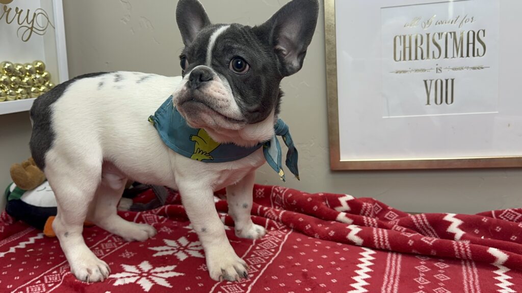 Gunner | Blue Pied French Bulldog Male | Available Now