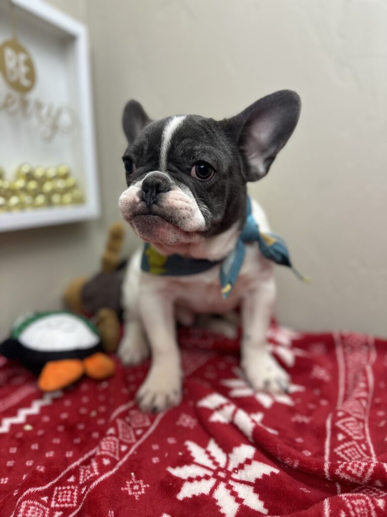 Gunner | Blue Pied French Bulldog Male | Available Now