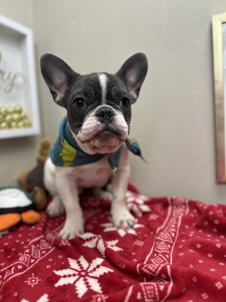 Gunner | Blue Pied French Bulldog Male | Available Now