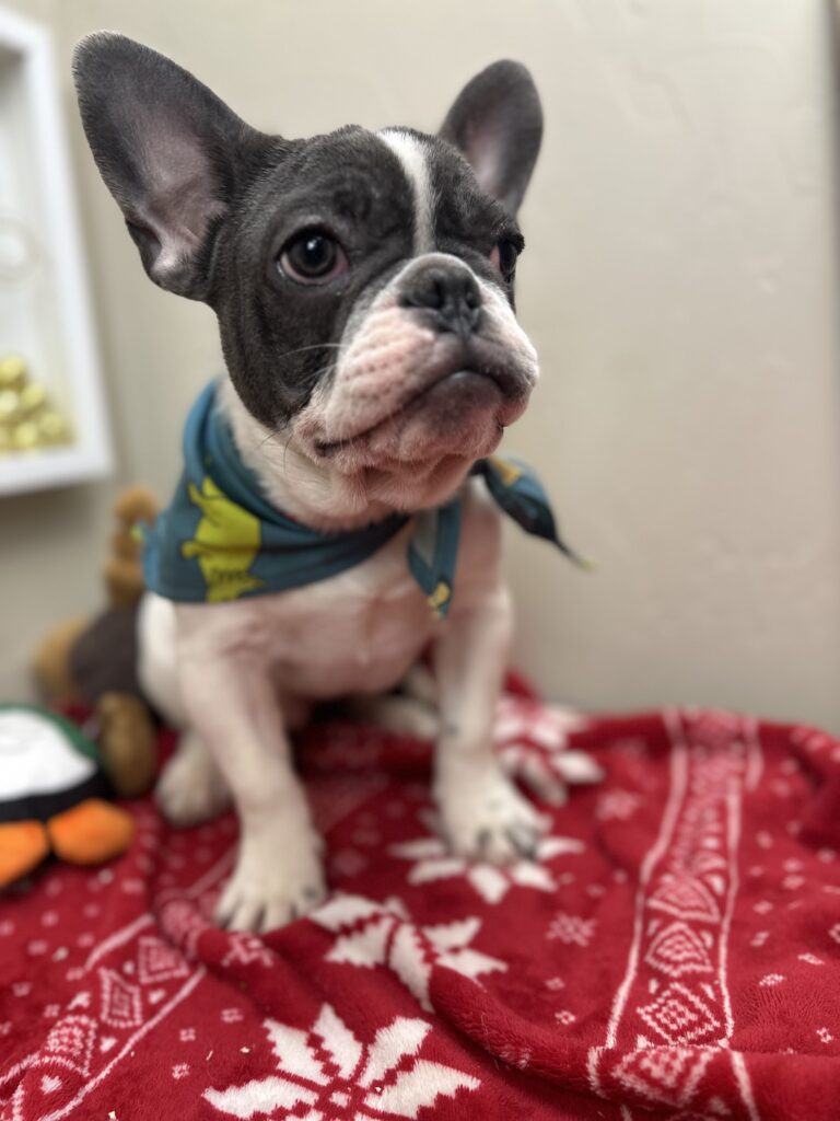 Gunner | Blue Pied French Bulldog Male | Available Now
