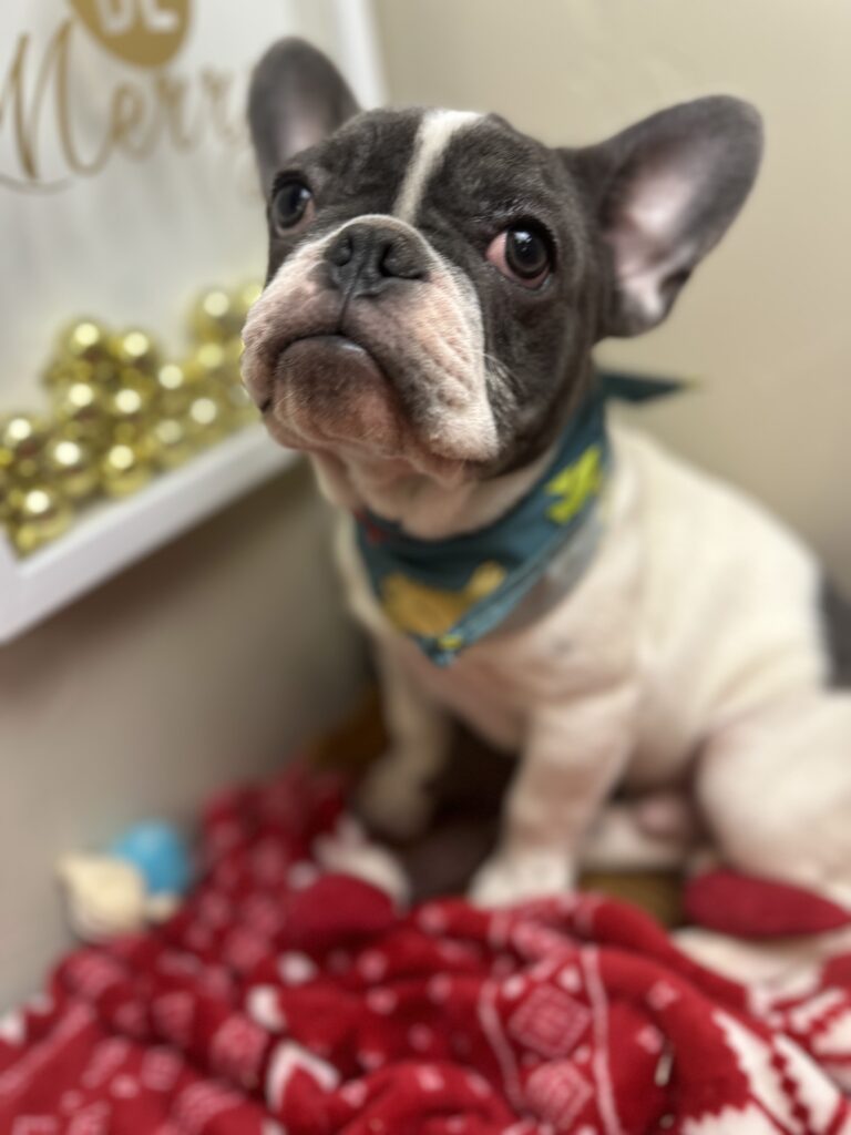 Gunner | Blue Pied French Bulldog Male | Available Now