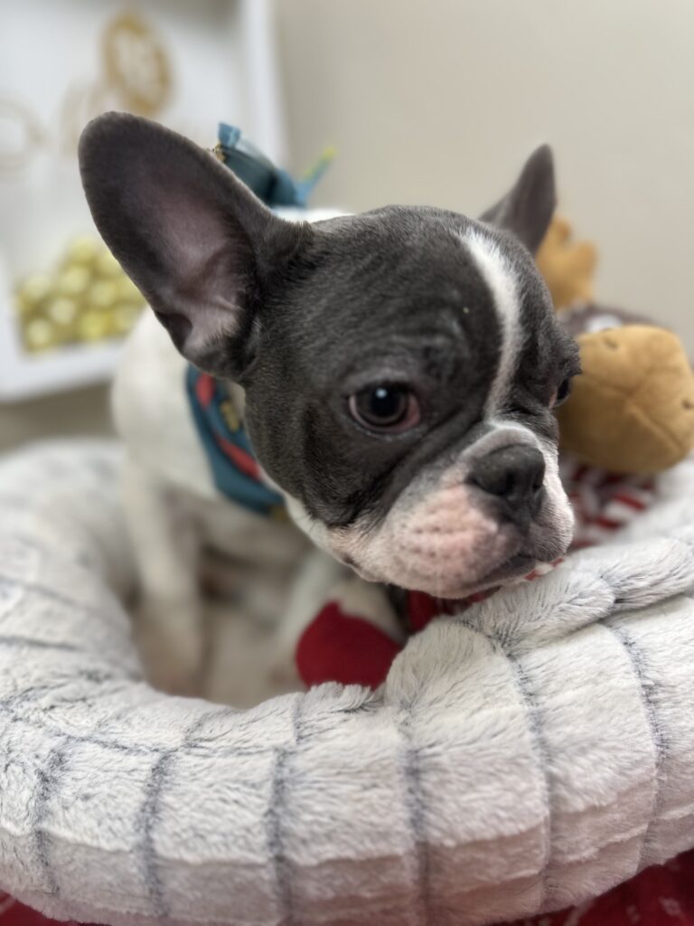 Gunner | Blue Pied French Bulldog Male | Available Now