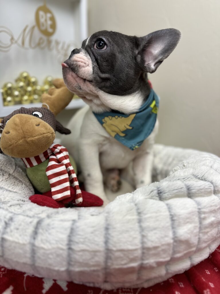 Gunner | Blue Pied French Bulldog Male | Available Now