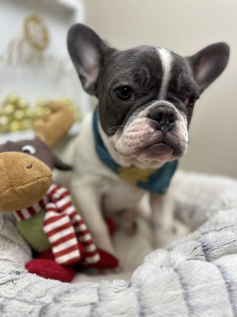 Gunner | Blue Pied French Bulldog Male | Available Now