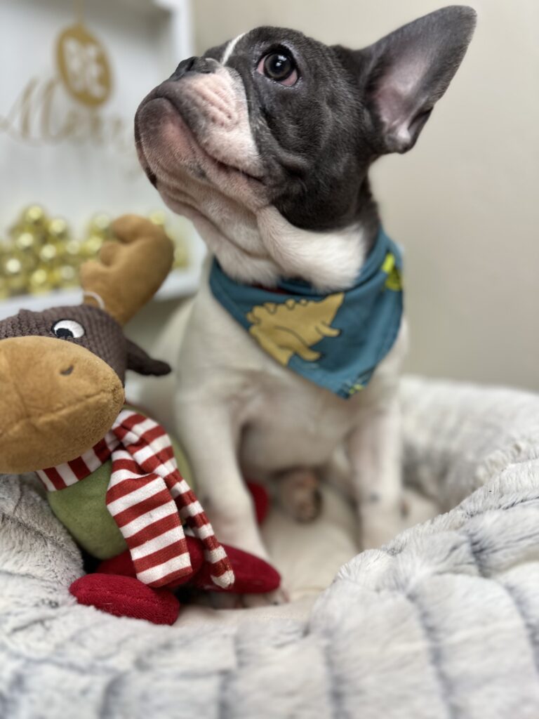 Gunner | Blue Pied French Bulldog Male | Available Now