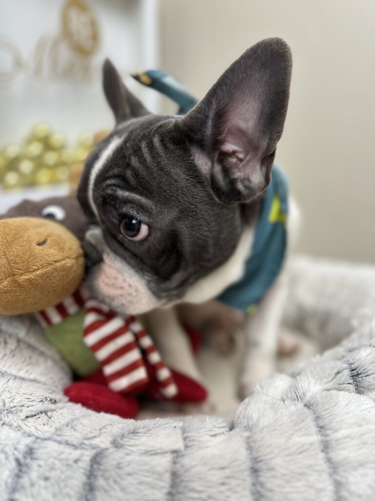 Gunner | Blue Pied French Bulldog Male | Available Now