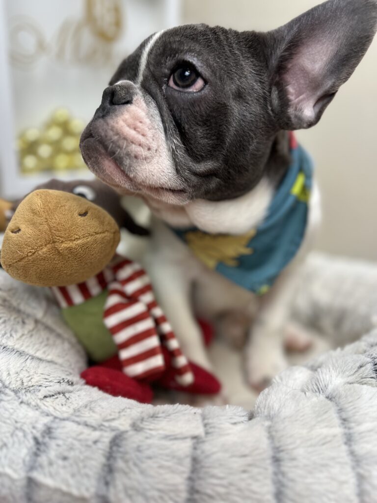 Gunner | Blue Pied French Bulldog Male | Available Now